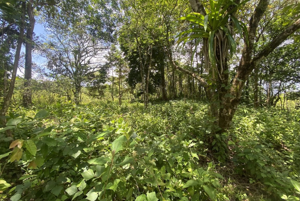 BUILDING JUNGLE PROPERTY WITH TREES VIEWS, IN OJOCHAL – 2.86 ACRES