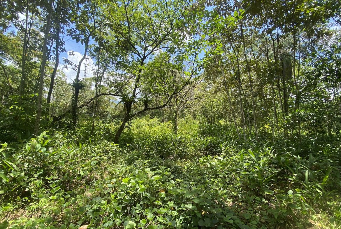 BUILDING JUNGLE PROPERTY WITH TREES VIEWS, IN OJOCHAL – 2.86 ACRES