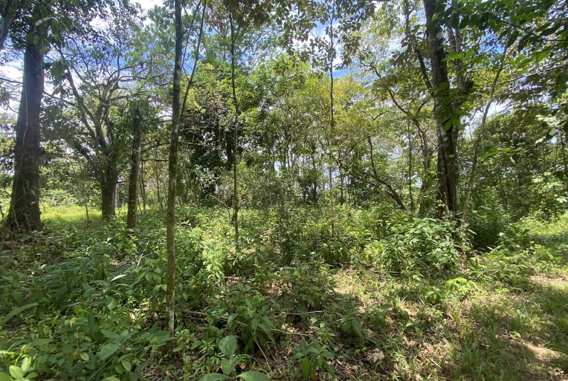 BUILDING JUNGLE PROPERTY WITH TREES VIEWS, IN OJOCHAL – 2.86 ACRES