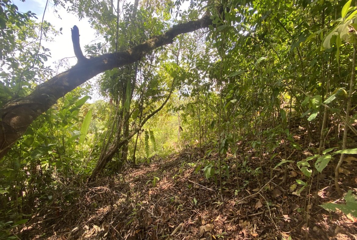BUILDING JUNGLE PROPERTY WITH TREES VIEWS, IN OJOCHAL – 2.86 ACRES