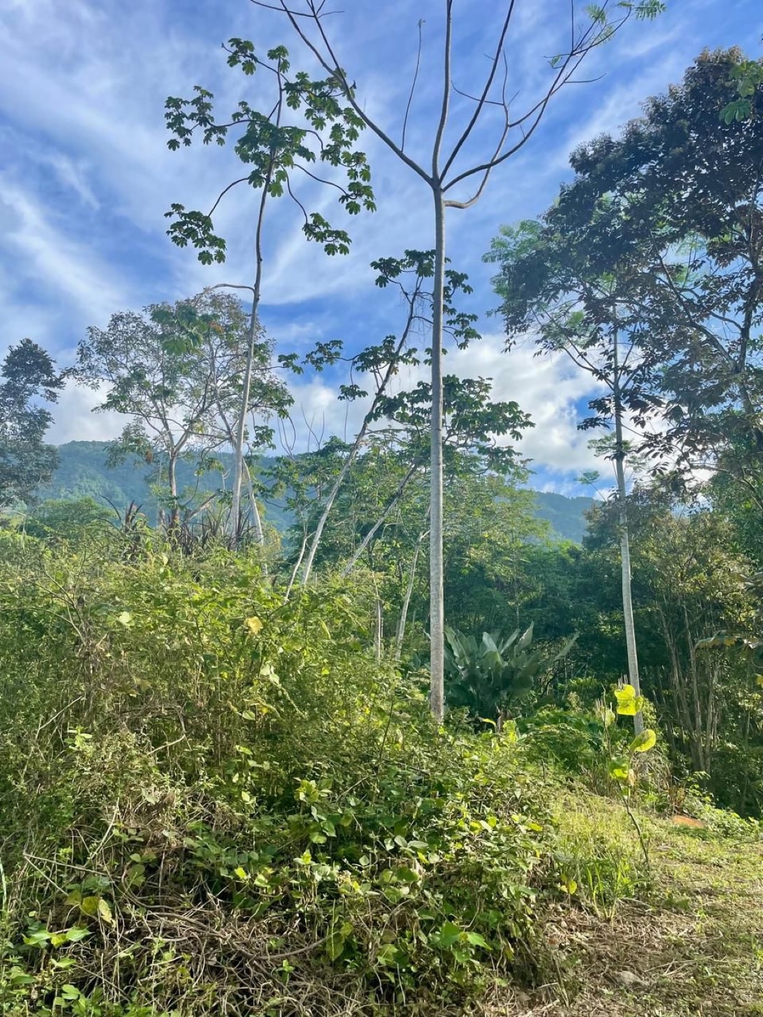 Property For Sale in Ojochal Costa Rica