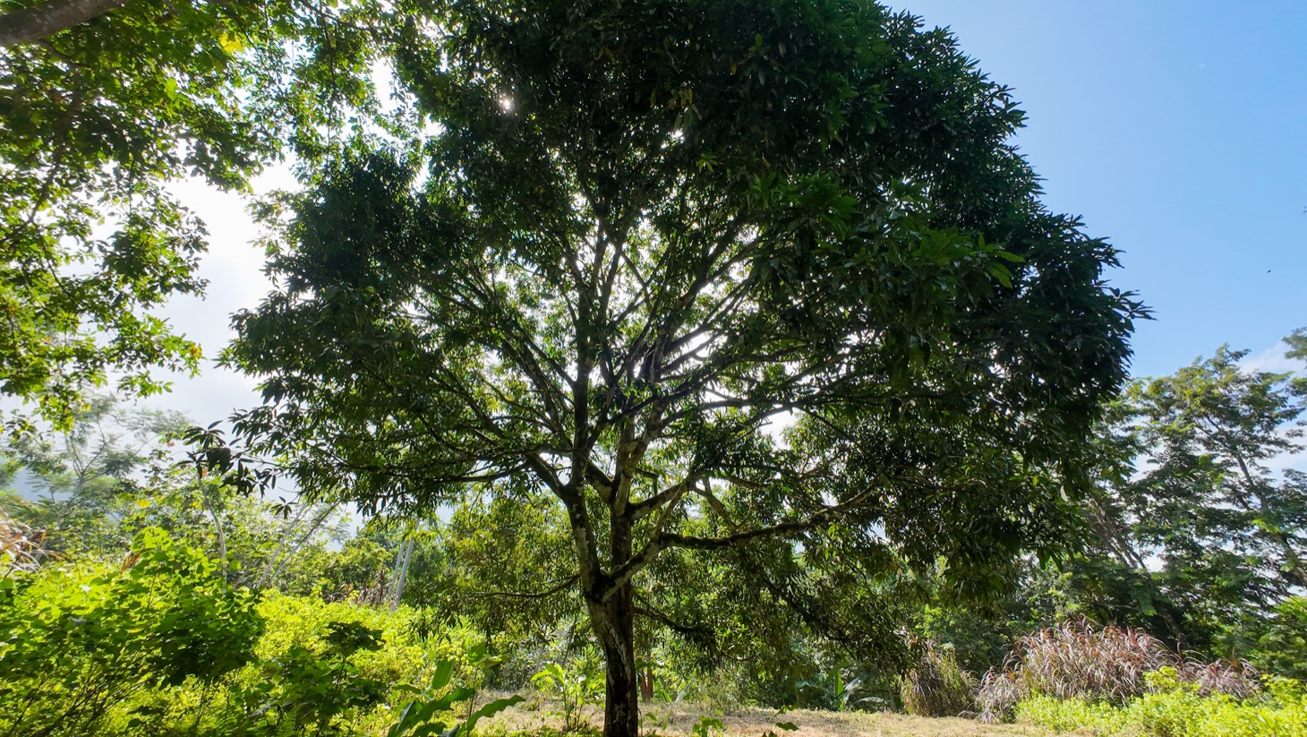 Property For Sale in Ojochal Costa Rica