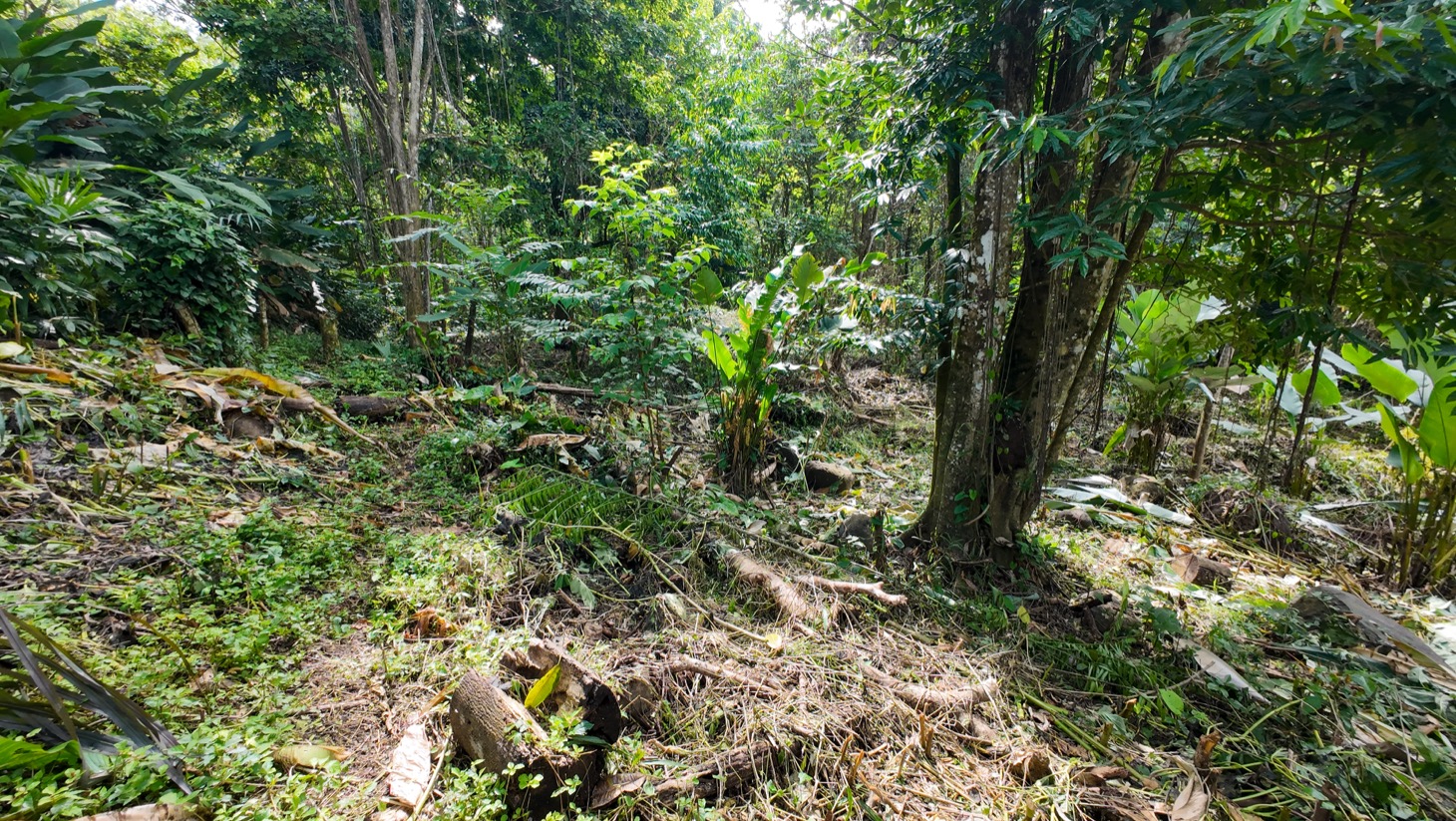 Property For Sale in Ojochal Costa Rica