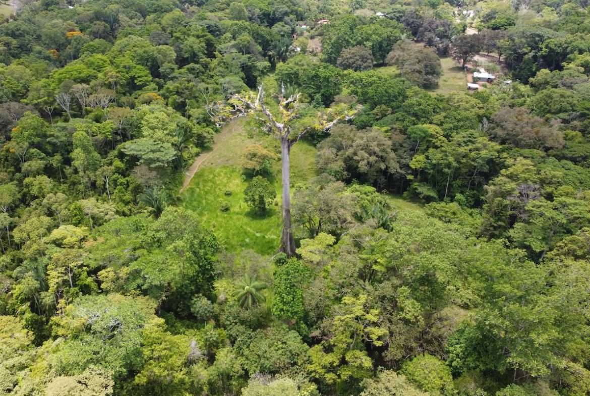 BUILDING JUNGLE PROPERTY WITH TREES VIEWS, IN OJOCHAL – 2.86 ACRES