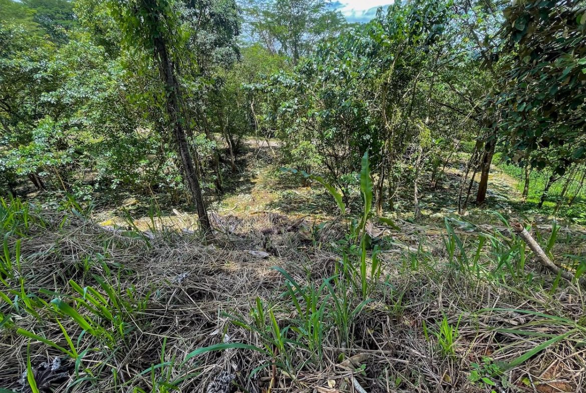 BUILDING PROPERTY WITH TREES VIEWS, IN OJOCHAL – 1.6 ACRES