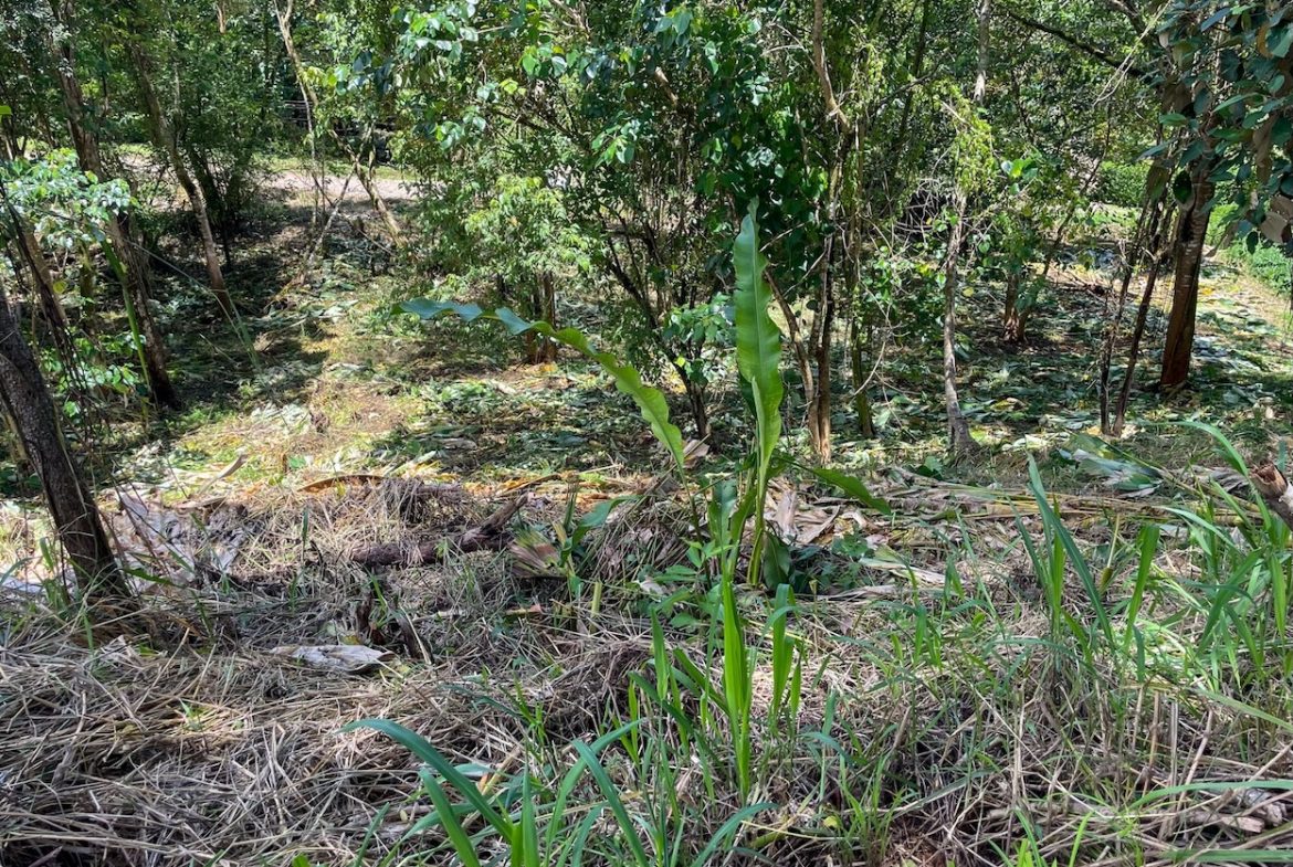 BUILDING PROPERTY WITH TREES VIEWS, IN OJOCHAL – 1.6 ACRES