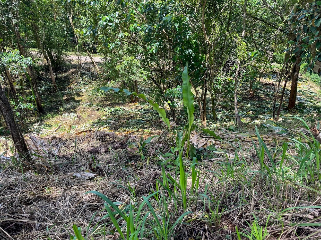 Property For Sale in Ojochal Costa Rica