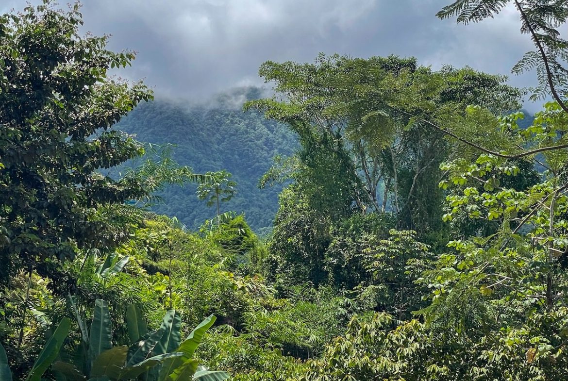 BUILDING PROPERTY WITH TREES VIEWS, IN OJOCHAL – 1.6 ACRES
