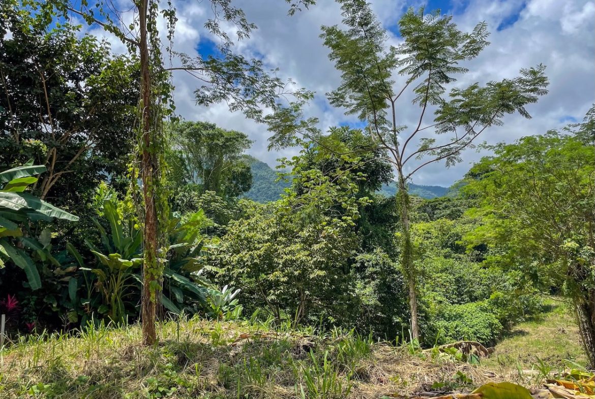 BUILDING PROPERTY WITH TREES VIEWS, IN OJOCHAL – 1.6 ACRES