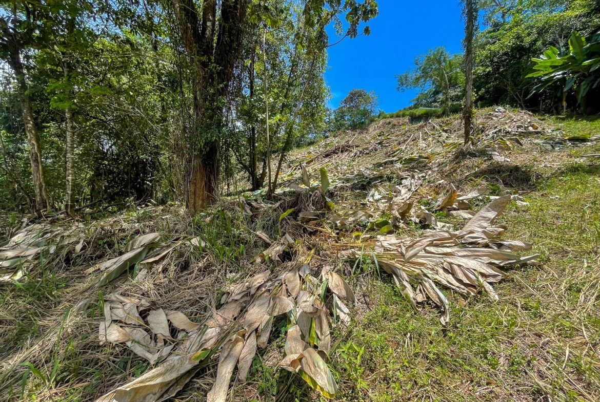 BUILDING PROPERTY WITH TREES VIEWS, IN OJOCHAL – 1.6 ACRES