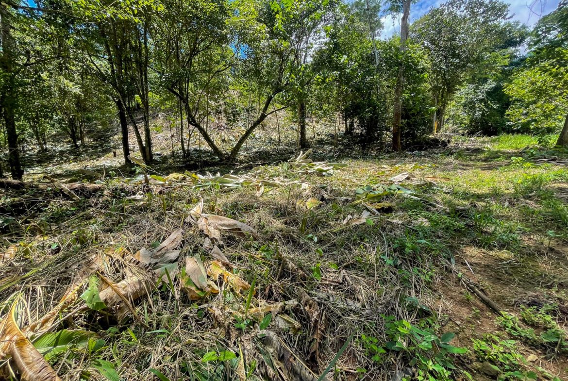 BUILDING PROPERTY WITH TREES VIEWS, IN OJOCHAL – 1.6 ACRES