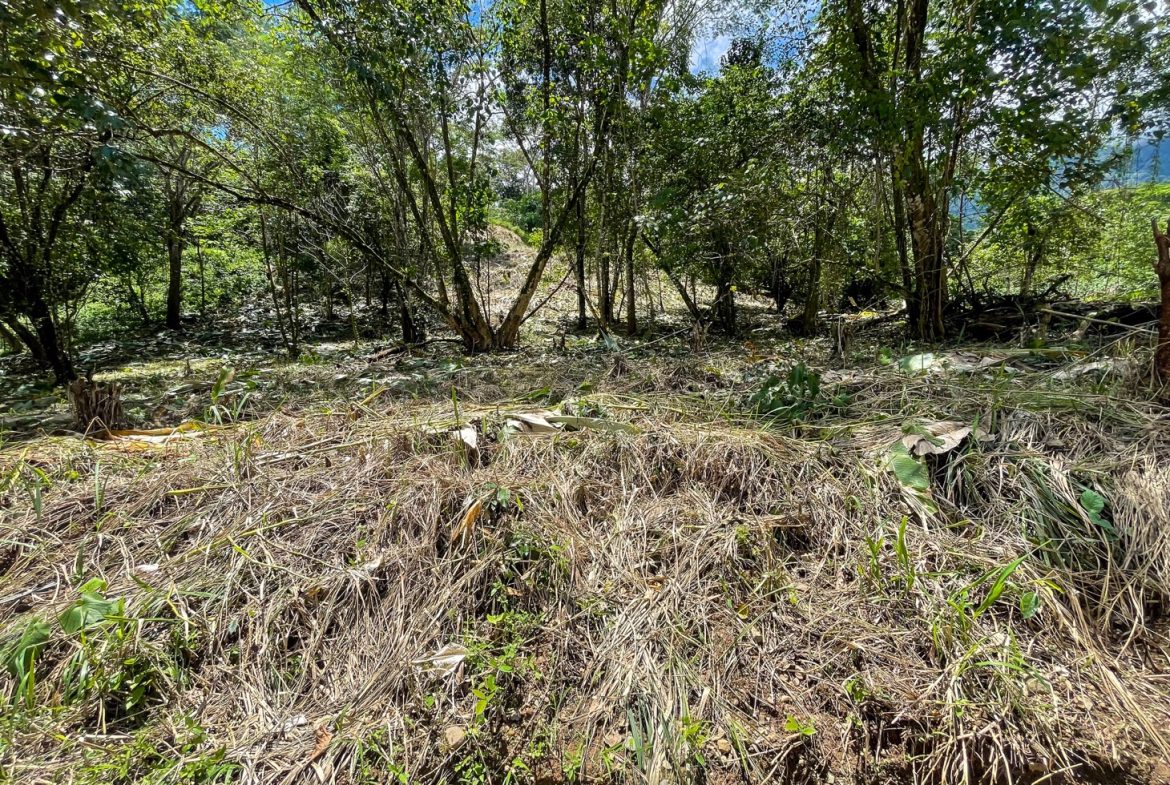 BUILDING PROPERTY WITH TREES VIEWS, IN OJOCHAL – 1.6 ACRES