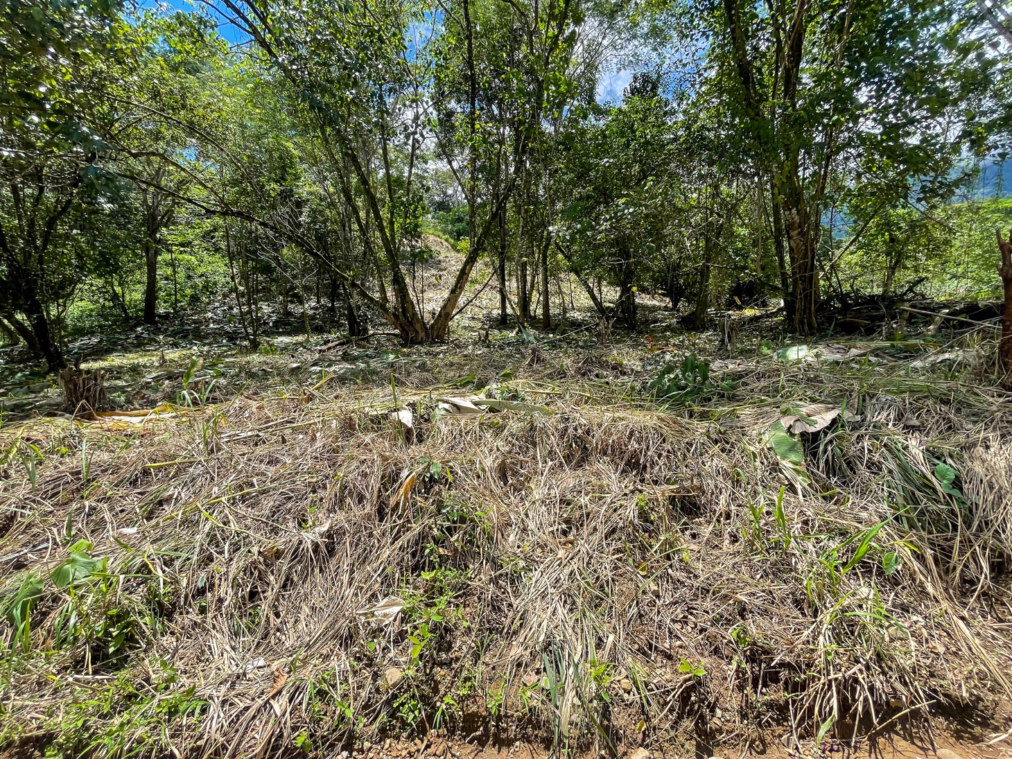 Property For Sale in Ojochal Costa Rica