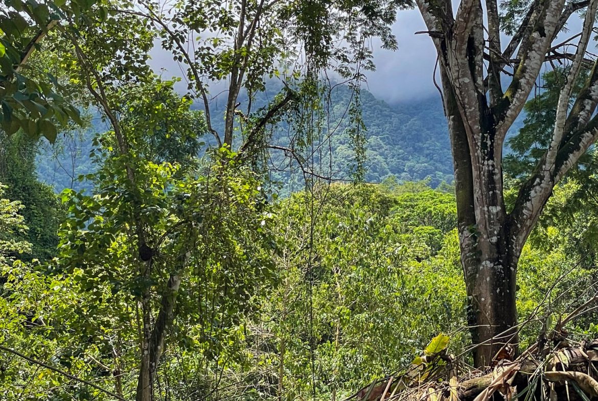 BUILDING PROPERTY WITH TREES VIEWS, IN OJOCHAL – 1.6 ACRES