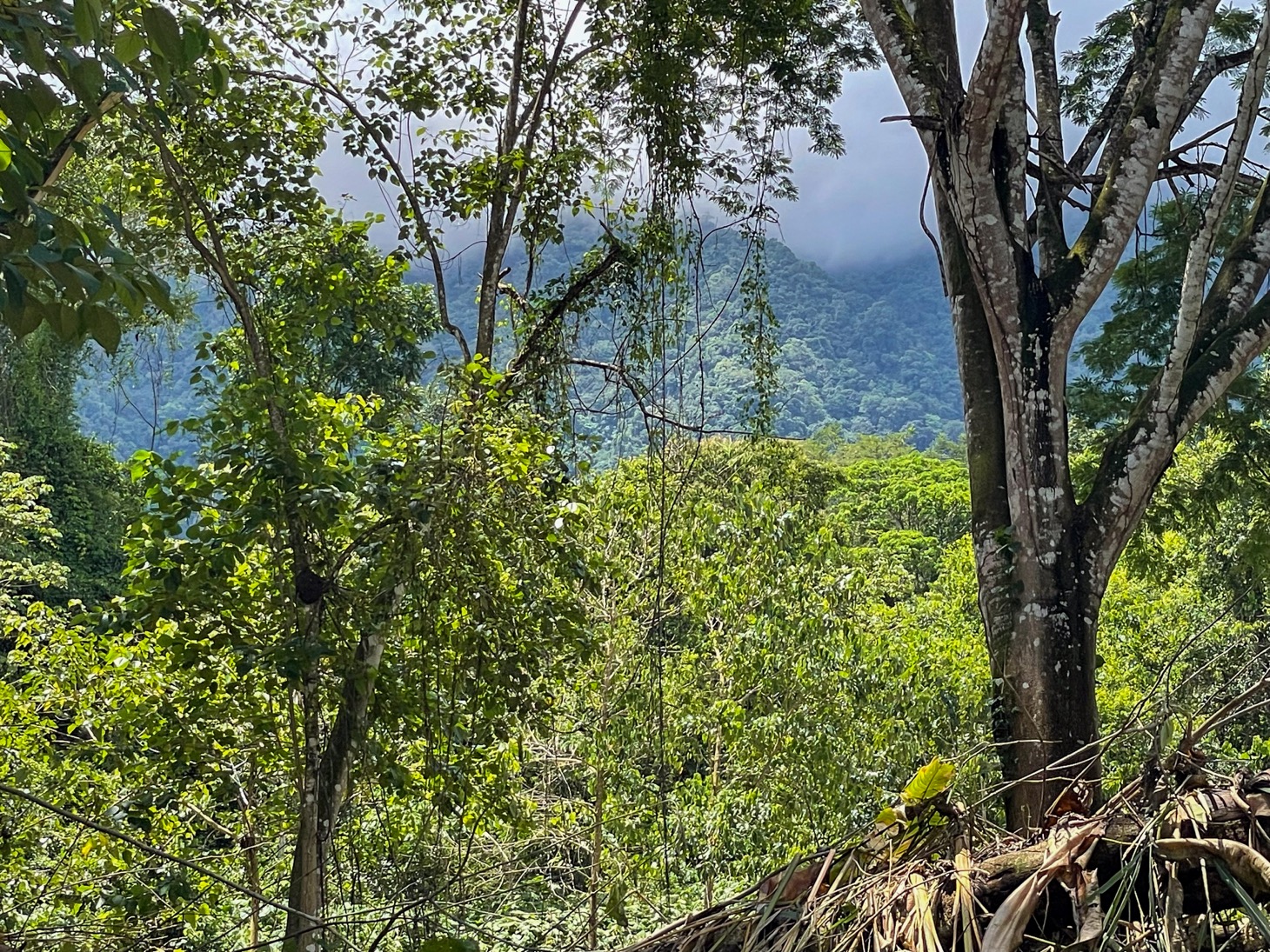 Property For Sale in Ojochal Costa Rica