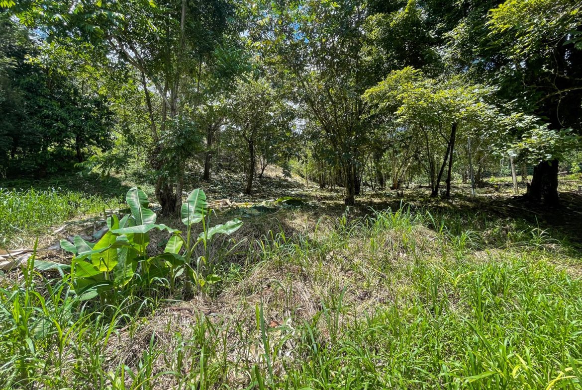 BUILDING PROPERTY WITH TREES VIEWS, IN OJOCHAL – 1.6 ACRES