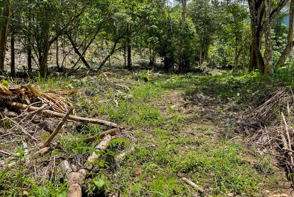 BUILDING PROPERTY WITH TREES VIEWS, IN OJOCHAL – 1.6 ACRES