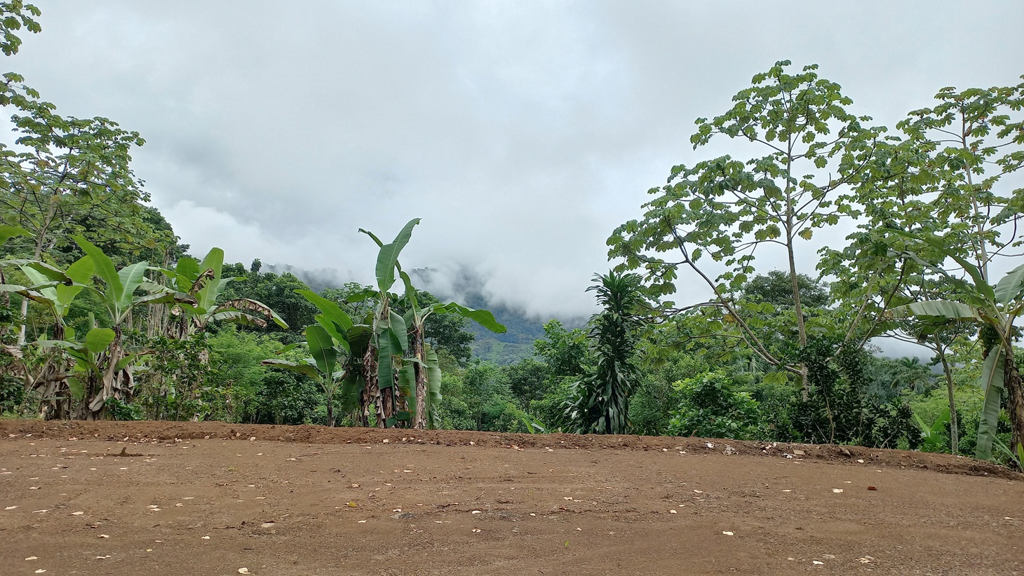 5522 – Mountain View Land with Several Building Sites and Mature Fruit Trees_05