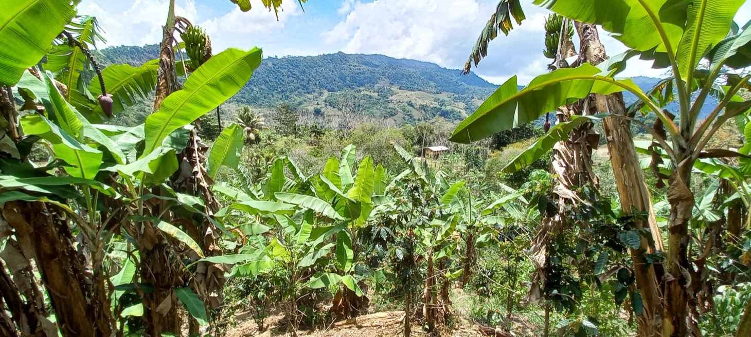 5522 – Mountain View Land with Several Building Sites and Mature Fruit Trees_08