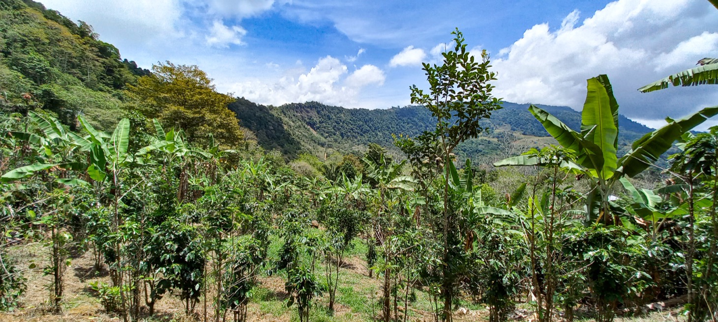 5522 – Mountain View Land with Several Building Sites and Mature Fruit Trees_09