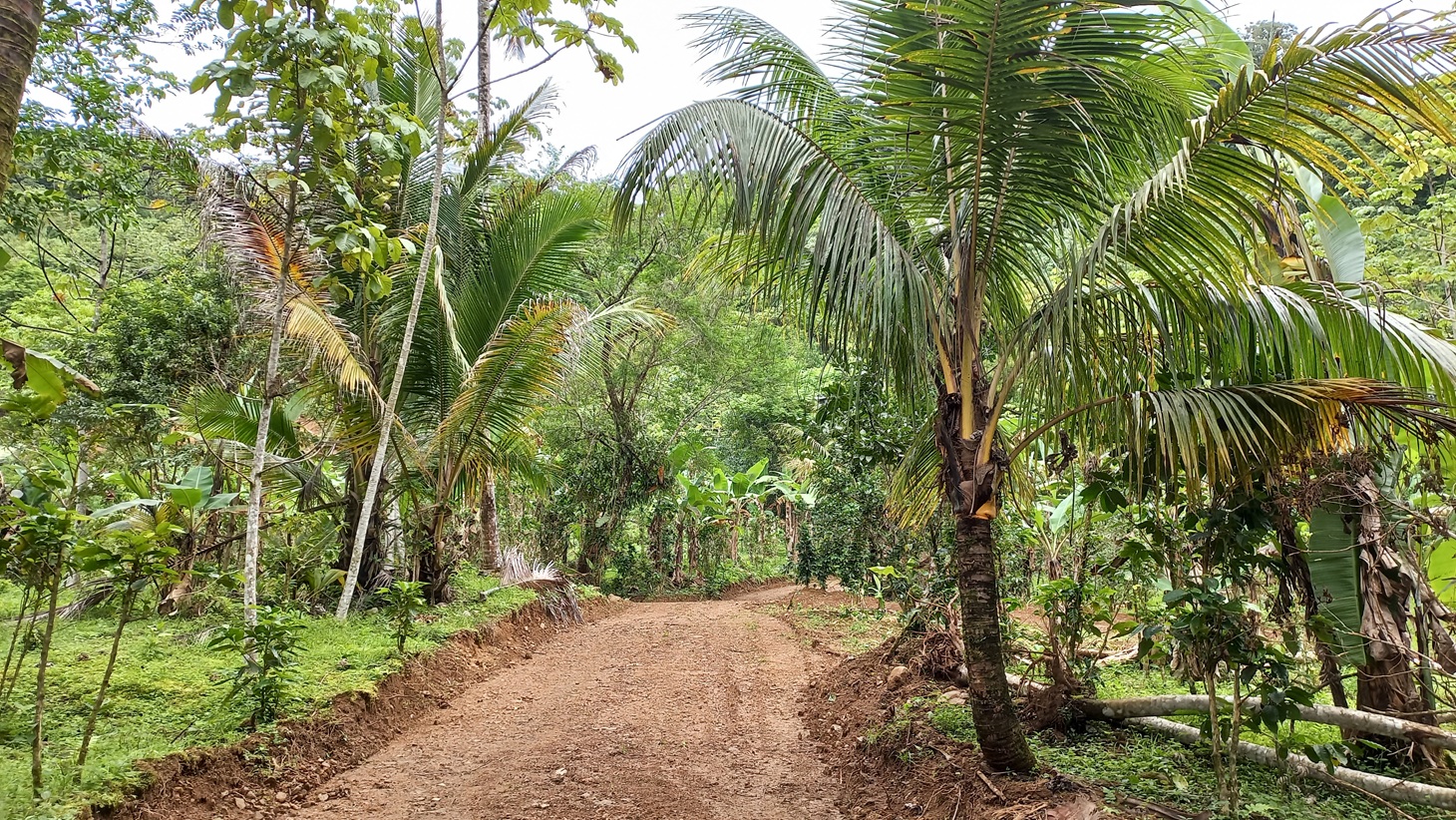 5522 – Mountain View Land with Several Building Sites and Mature Fruit Trees_11