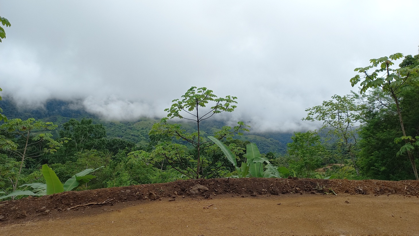 5522 – Mountain View Land with Several Building Sites and Mature Fruit Trees_15