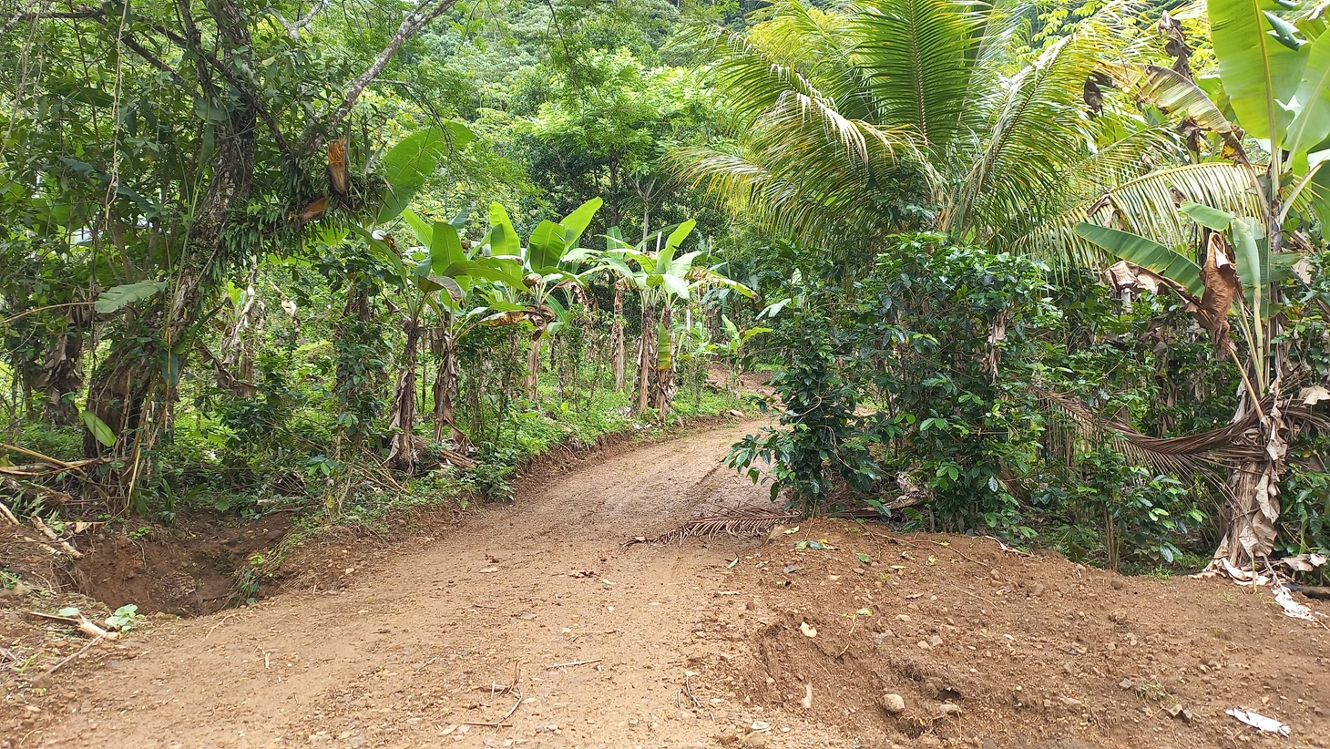 5522 – Mountain View Land with Several Building Sites and Mature Fruit Trees_18