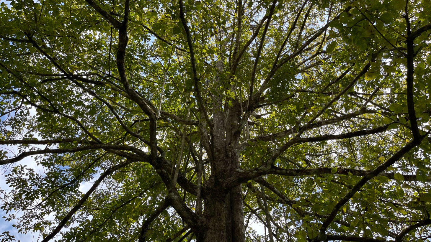 5522 – Mountain View Land with Several Building Sites and Mature Fruit Trees_19