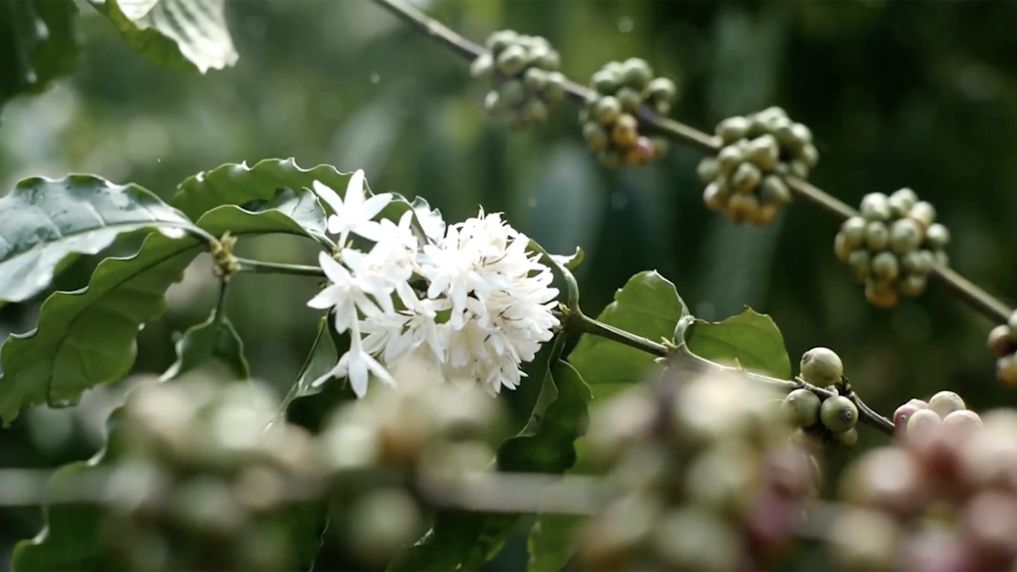 5522 – Mountain View Land with Several Building Sites and Mature Fruit Trees_22