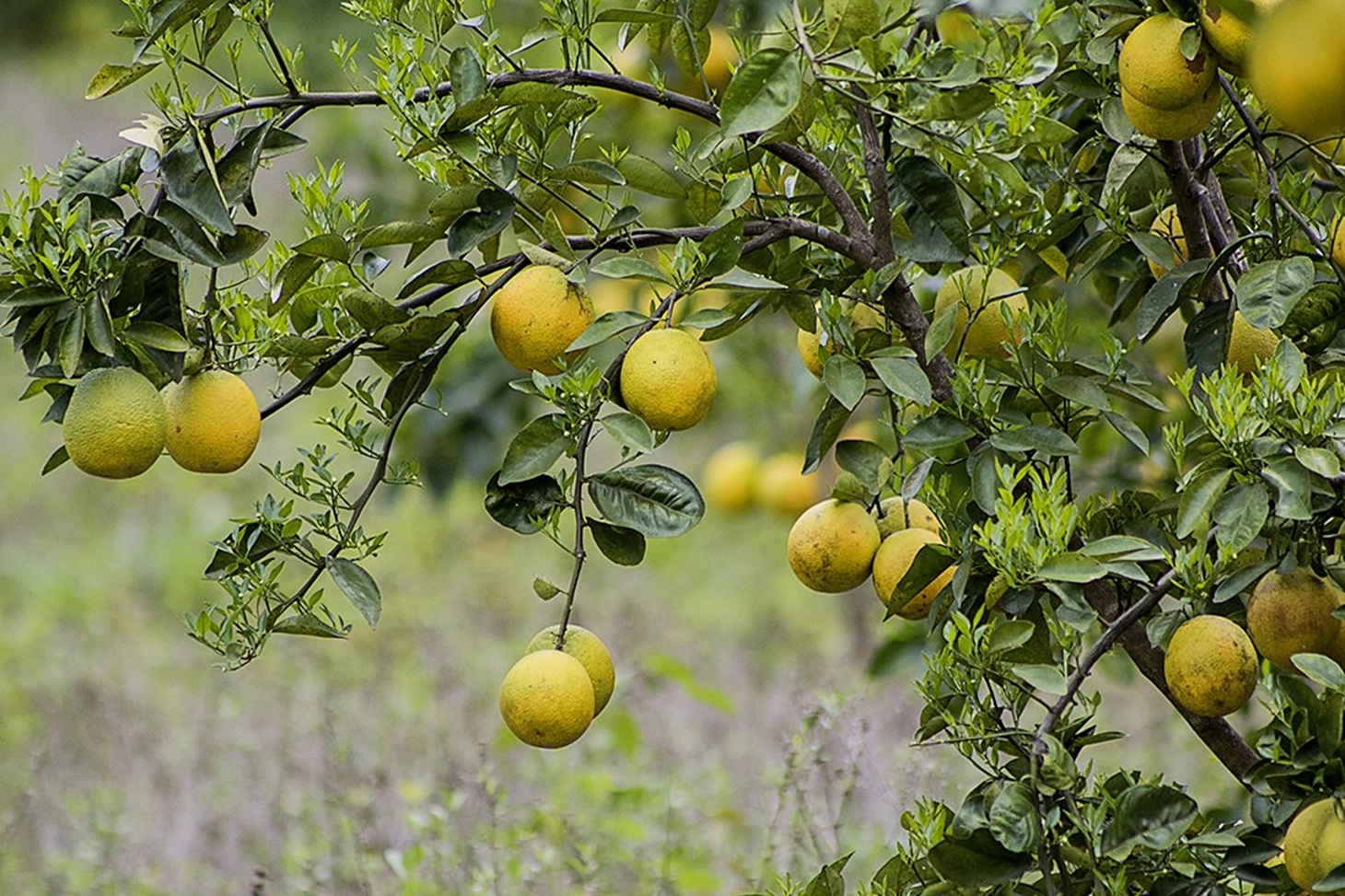 5522 – Mountain View Land with Several Building Sites and Mature Fruit Trees_23