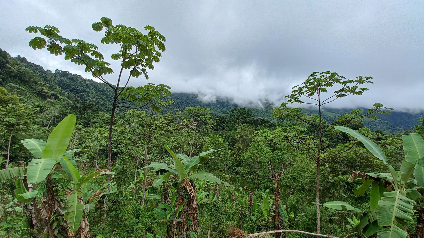 5522 – Mountain View Land with Several Building Sites and Mature Fruit Trees_26