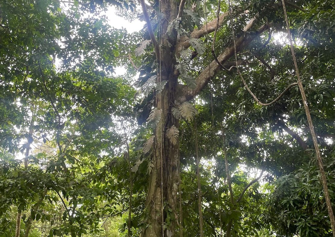 JUNGLE BUILDING PROPERTY WITH PANORAMIC VALLEY VIEW WITH CREEK IN TRES RIOS, – 61.7 ACRES, Uvita, Costa Rica — photo 3