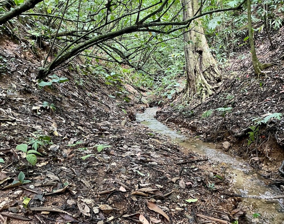 JUNGLE BUILDING PROPERTY WITH PANORAMIC VALLEY VIEW WITH CREEK IN TRES RIOS, – 61.7 ACRES, Uvita, Costa Rica — photo 4