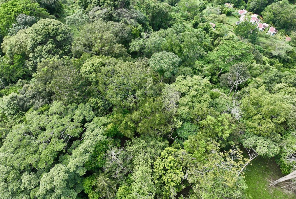 JUNGLE BUILDING PROPERTY WITH PANORAMIC VALLEY VIEW WITH CREEK IN TRES RIOS, – 61.7 ACRES