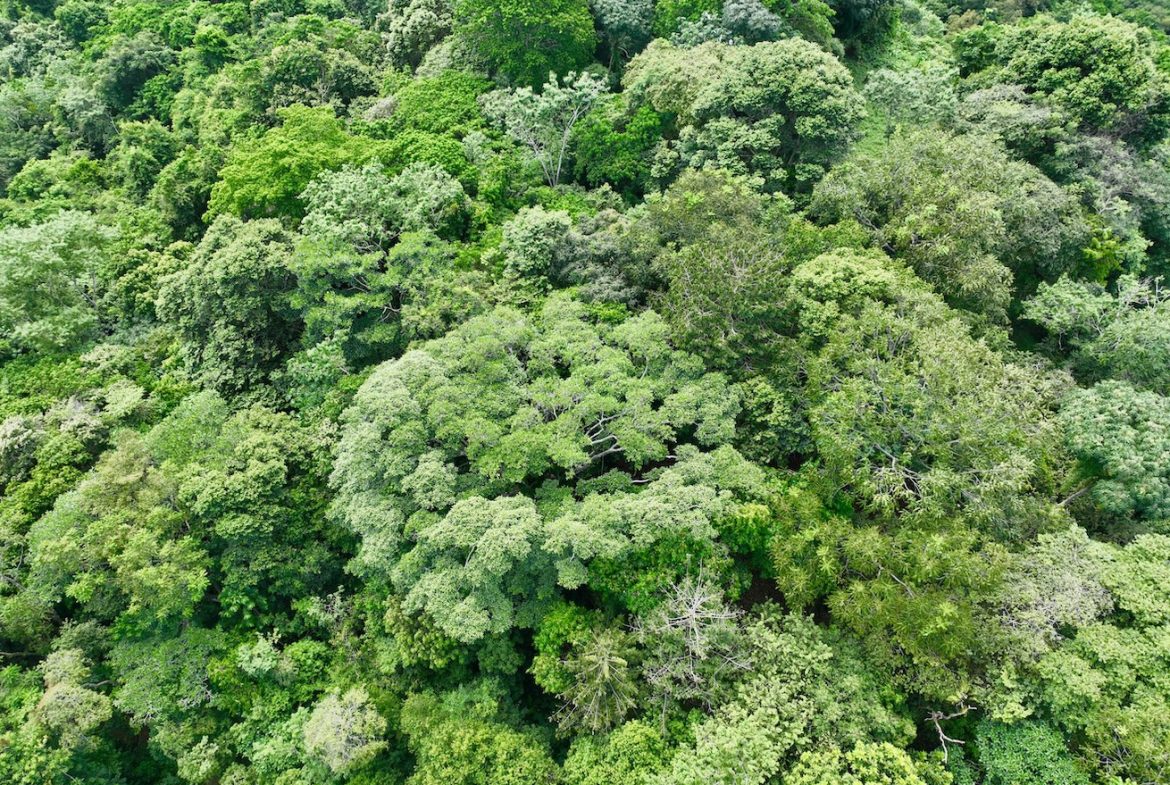 JUNGLE BUILDING PROPERTY WITH PANORAMIC VALLEY VIEW WITH CREEK IN TRES RIOS, – 61.7 ACRES