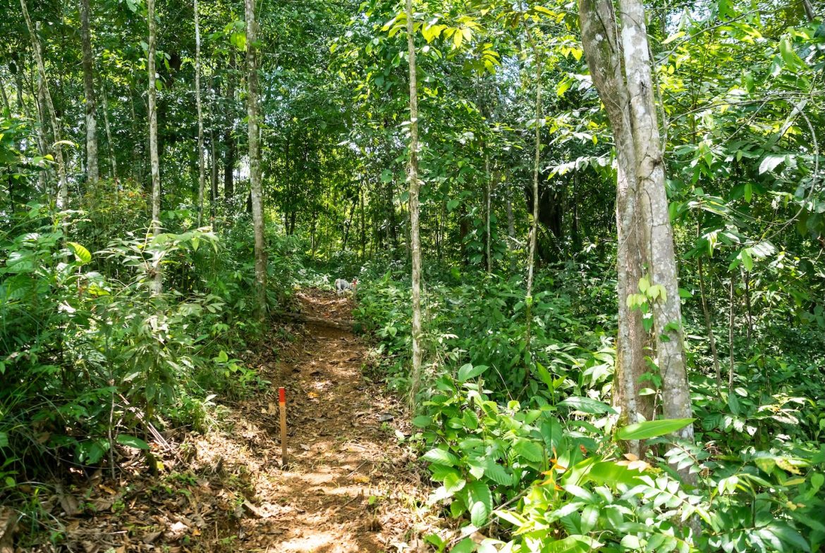 JUNGLE BUILDING PROPERTY NEAR TO THE VENTANAS BEACH, IN VENTANAS OJOCHAL – 3.26 ACRES