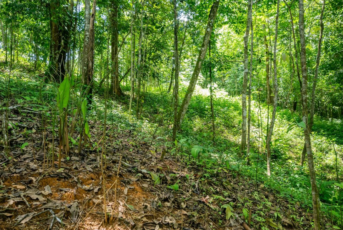 JUNGLE BUILDING PROPERTY NEAR TO THE VENTANAS BEACH, IN VENTANAS OJOCHAL – 3.26 ACRES