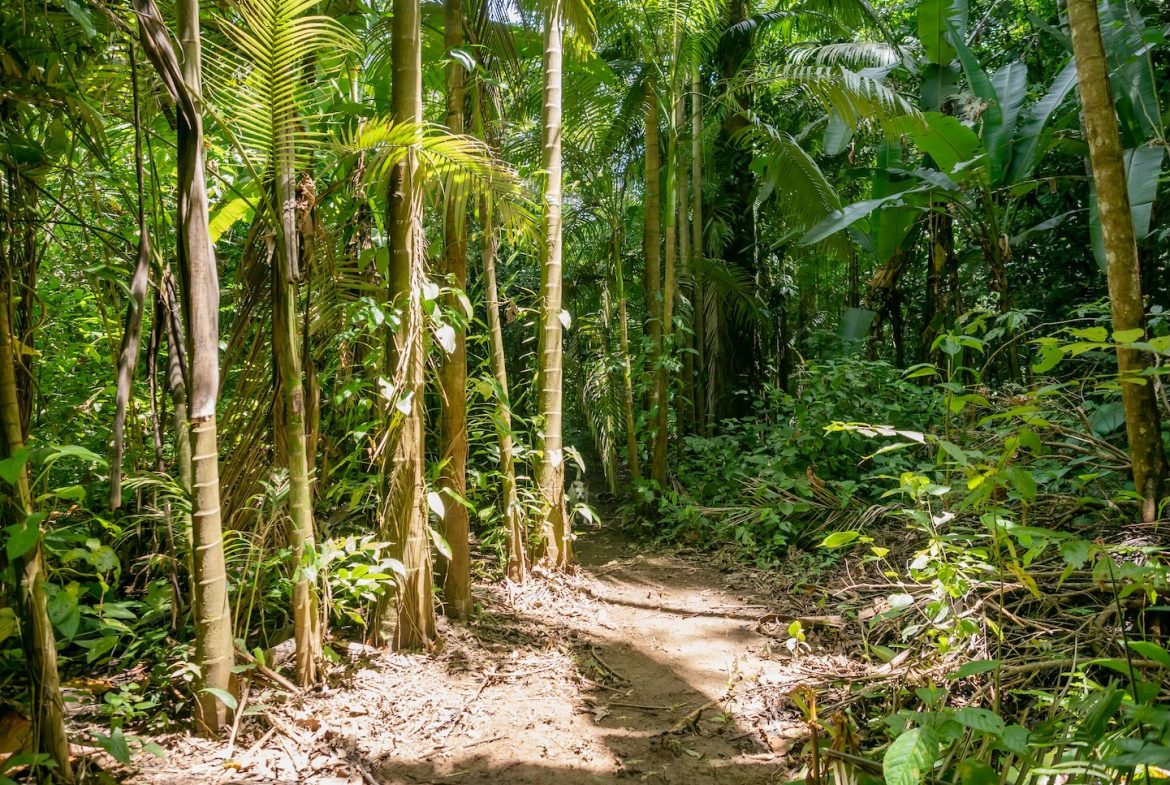 JUNGLE BUILDING PROPERTY NEAR TO THE VENTANAS BEACH, IN VENTANAS OJOCHAL – 3.26 ACRES