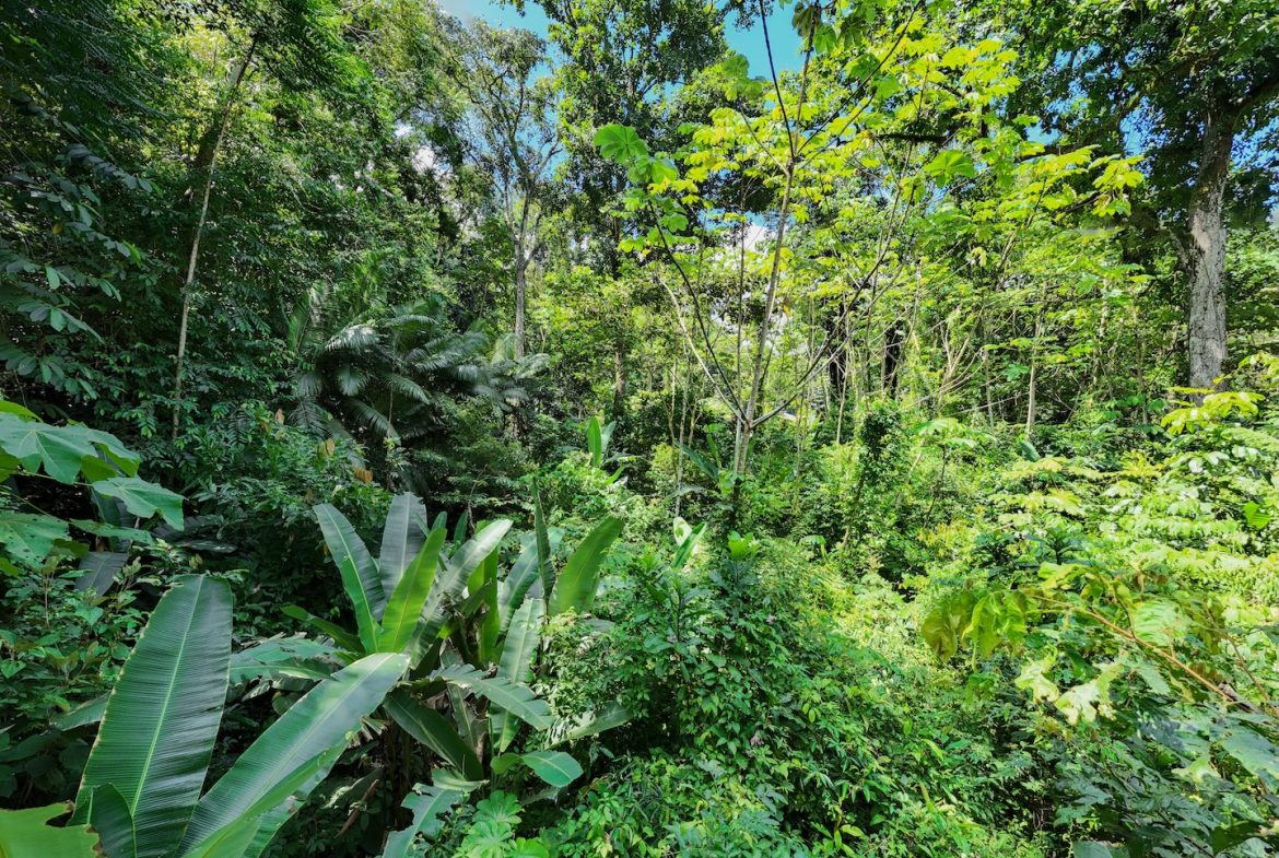 JUNGLE BUILDING PROPERTY NEAR TO THE VENTANAS BEACH, IN VENTANAS OJOCHAL – 3.26 ACRES