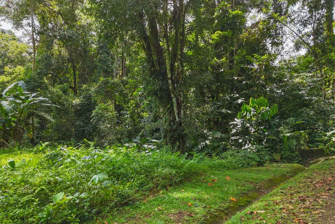 BUILDING PROPERTY WITH PUBLIC ROAD IN FRONT AND FRUIT TREES, IN TORTUGA ARRIBA – 0.30 ACRES