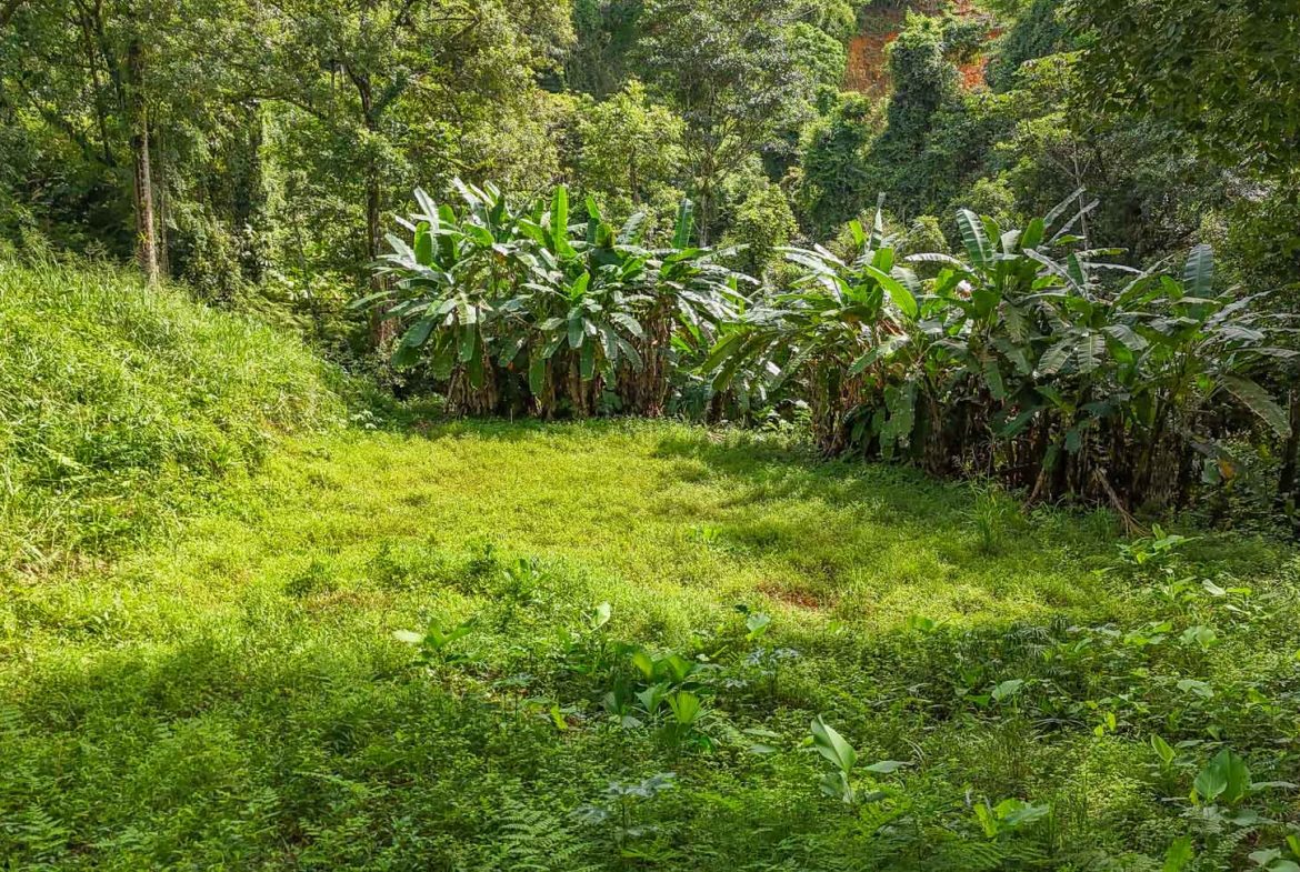 BUILDING PROPERTY WITH PUBLIC ROAD IN FRONT AND FRUIT TREES, IN TORTUGA ARRIBA – 0.30 ACRES