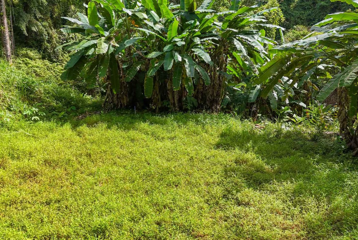 BUILDING PROPERTY WITH PUBLIC ROAD IN FRONT AND FRUIT TREES, IN TORTUGA ARRIBA – 0.30 ACRES