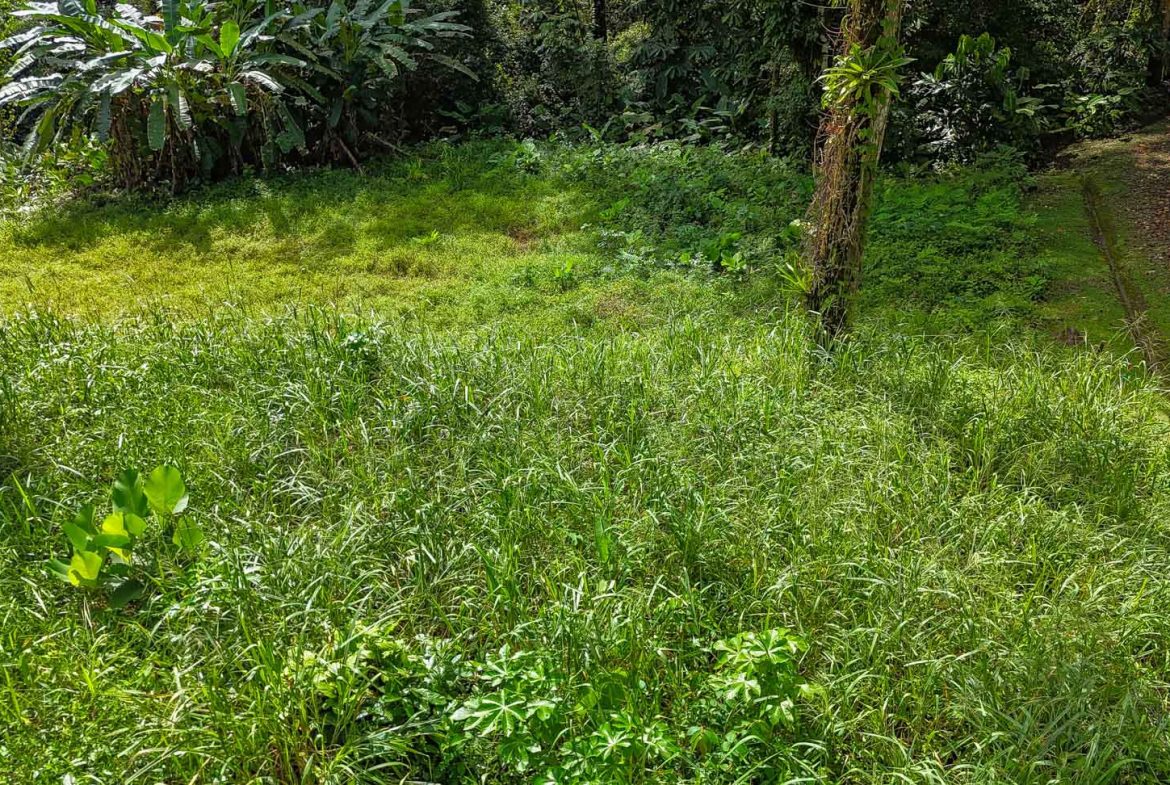 BUILDING PROPERTY WITH PUBLIC ROAD IN FRONT AND FRUIT TREES, IN TORTUGA ARRIBA – 0.30 ACRES
