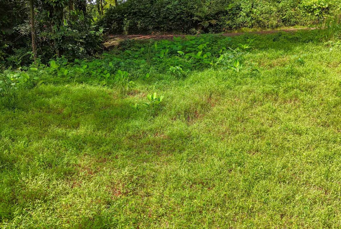 BUILDING PROPERTY WITH PUBLIC ROAD IN FRONT AND FRUIT TREES, IN TORTUGA ARRIBA – 0.30 ACRES