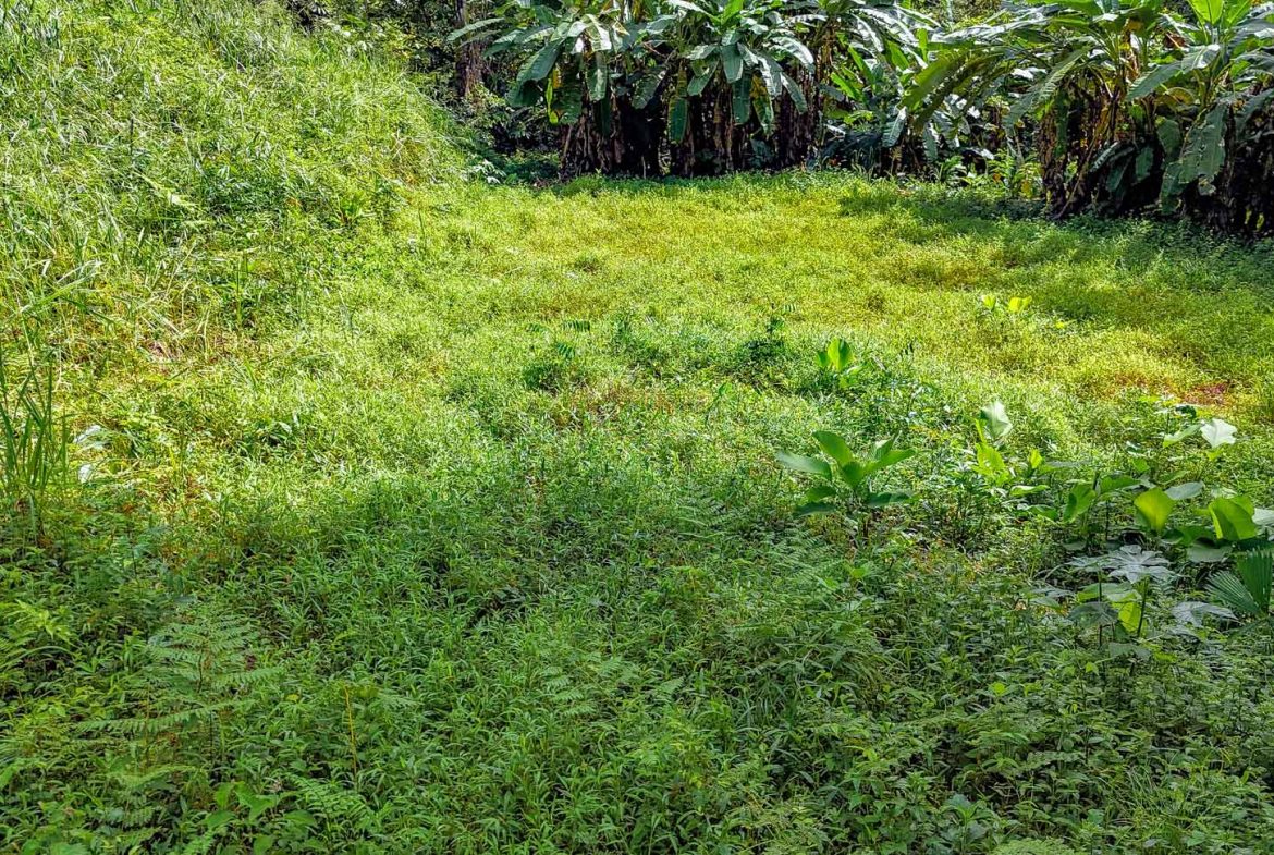 BUILDING PROPERTY WITH PUBLIC ROAD IN FRONT AND FRUIT TREES, IN TORTUGA ARRIBA – 0.30 ACRES