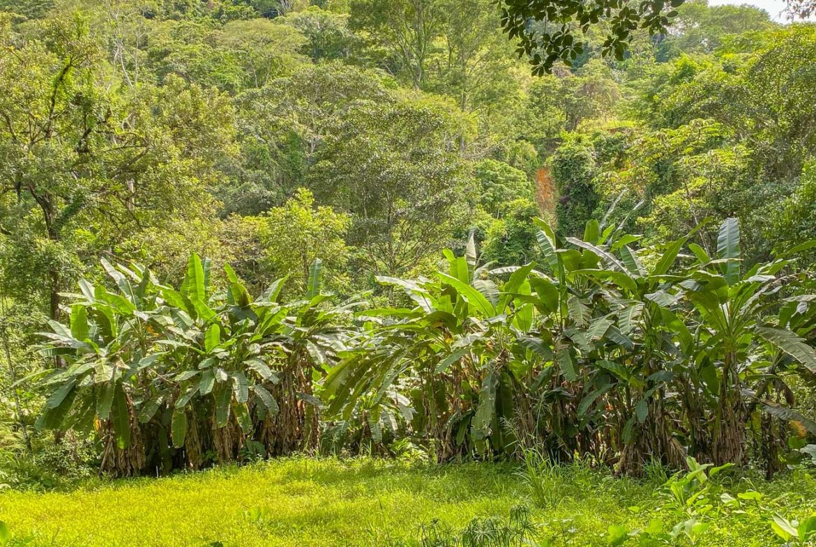BUILDING PROPERTY WITH PUBLIC ROAD IN FRONT AND FRUIT TREES, IN TORTUGA ARRIBA – 0.30 ACRES