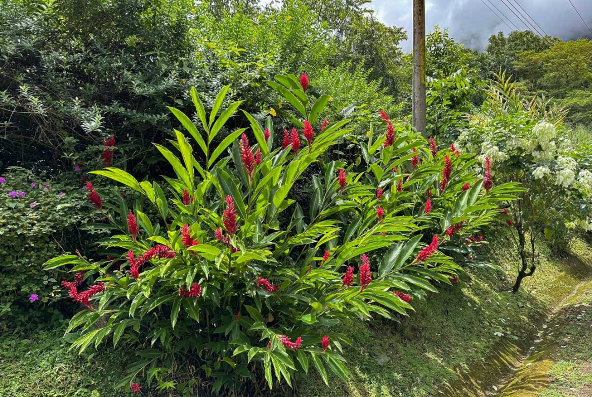 BUILDING PROPERTY WITH PUBLIC ROAD IN FRONT AND FRUIT TREES, IN TORTUGA ARRIBA – 0.30 ACRES