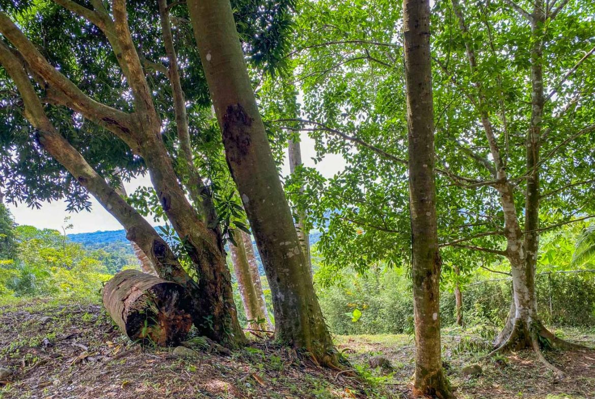 BUILDING PROPERTY WITH PANORAMIC VIEWS OF THE OCEAN AND VALLEY, IN UVITA – 1.4 ACRES