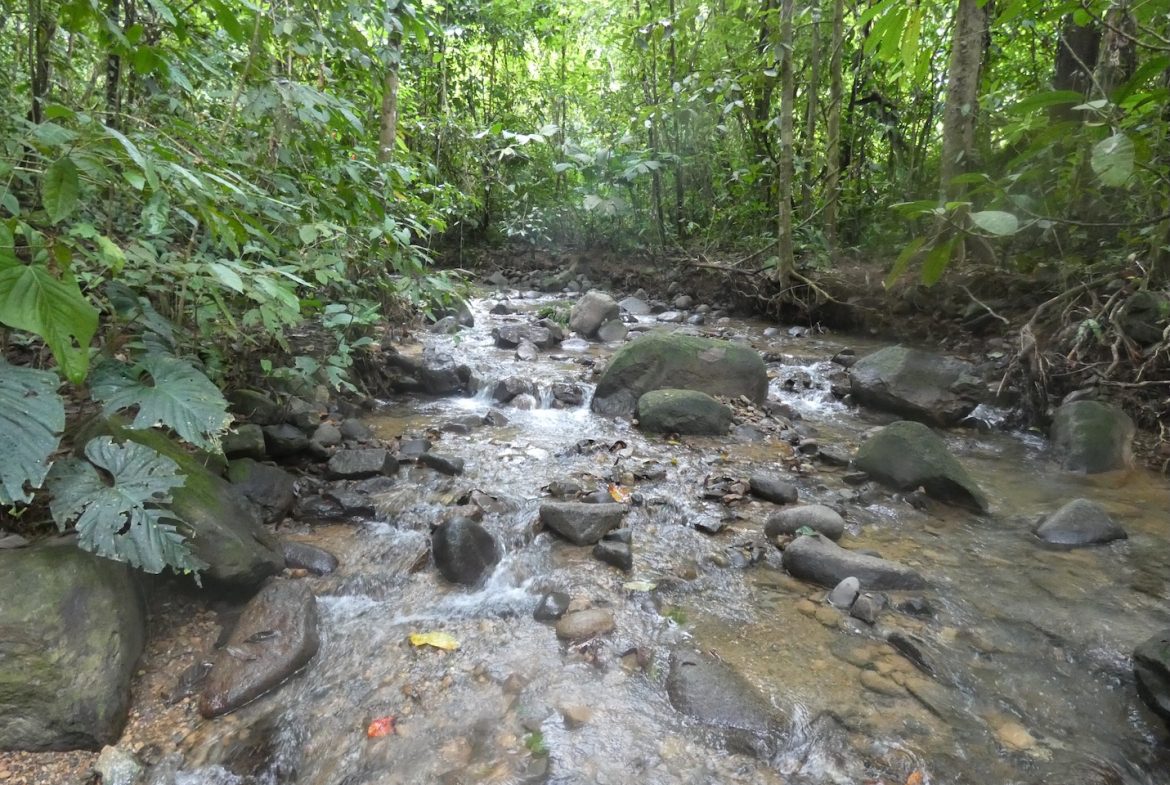 JUNGLE BUILDING PROPERTY NEAR TO THE CREEK, IN TORTUGA  ARRIBA – 2.41 ACRES