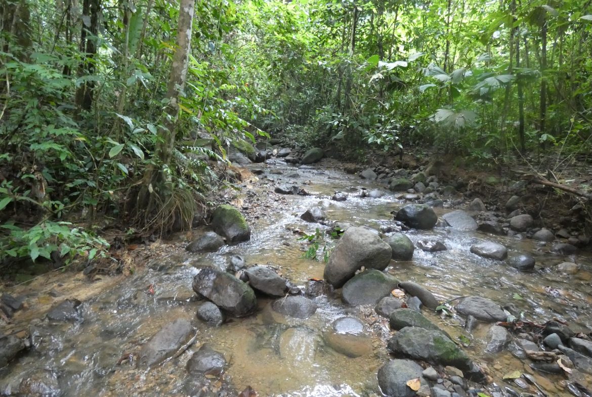 JUNGLE BUILDING PROPERTY NEAR TO THE CREEK, IN TORTUGA  ARRIBA – 2.41 ACRES